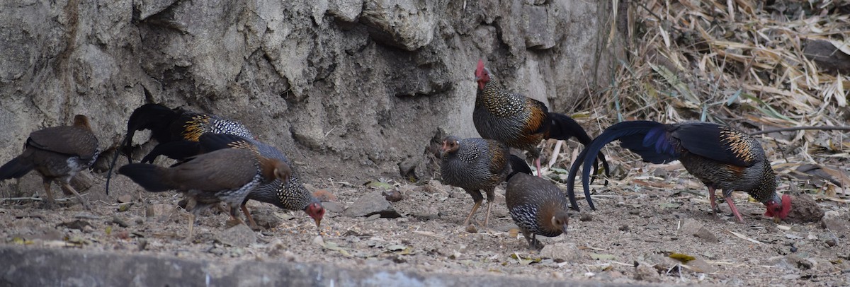 Gray Junglefowl - ML141377411