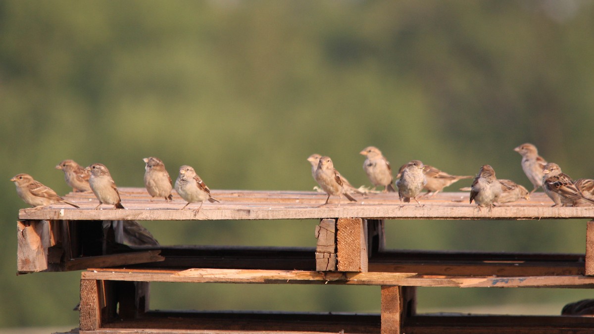 House Sparrow - ML141377471