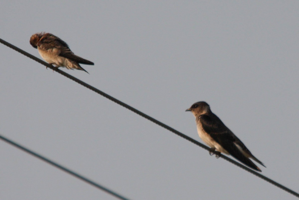 Purple Martin - ML141377491