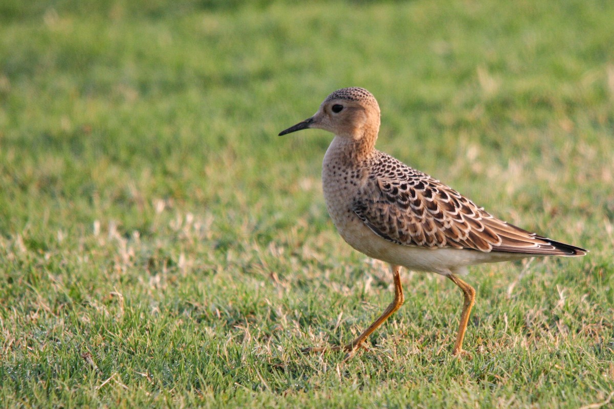 Buff-breasted Sandpiper - Robert Tizard