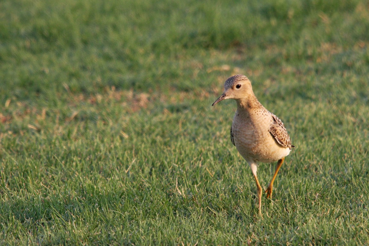 Buff-breasted Sandpiper - ML141377691