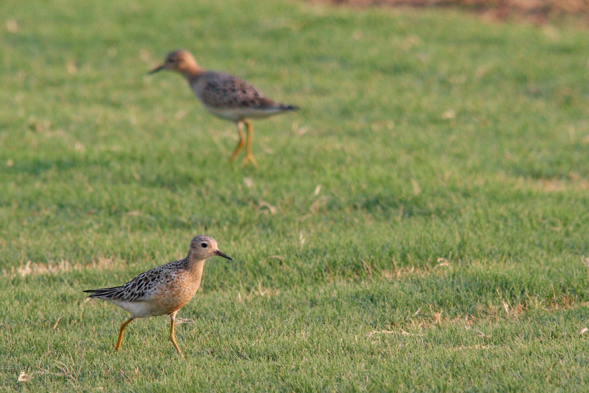 Buff-breasted Sandpiper - ML141377731