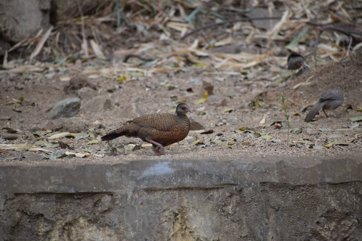 Red Spurfowl - ML141377771