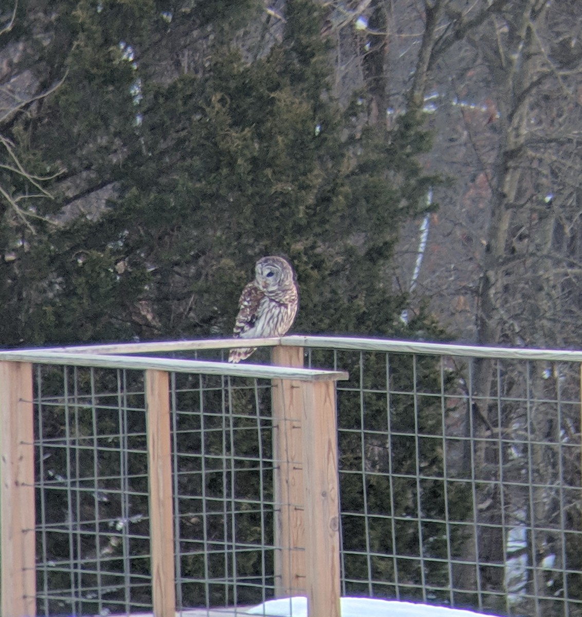 Barred Owl - ML141380841