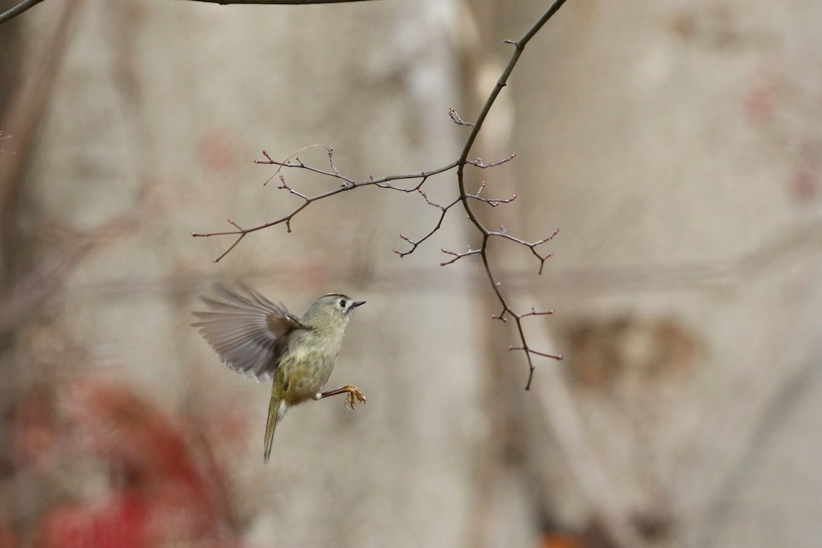 Wintergoldhähnchen - ML141380911