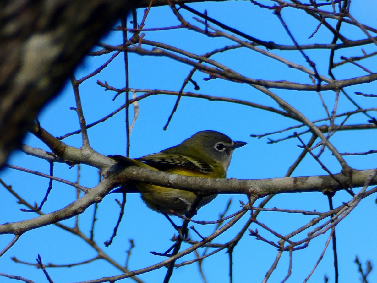Blue-headed Vireo - ML141381461