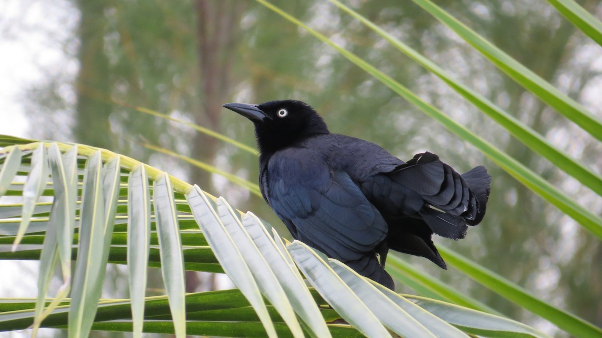 Greater Antillean Grackle - ML141382631