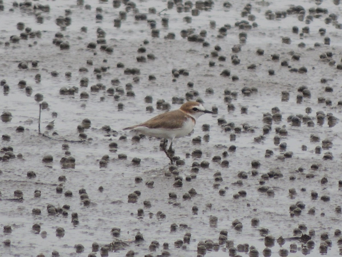 Javan Plover - ML141382821