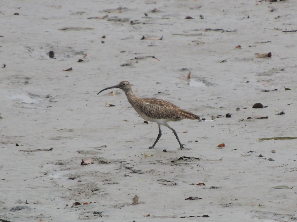 Regenbrachvogel (variegatus/rogachevae) - ML141383021