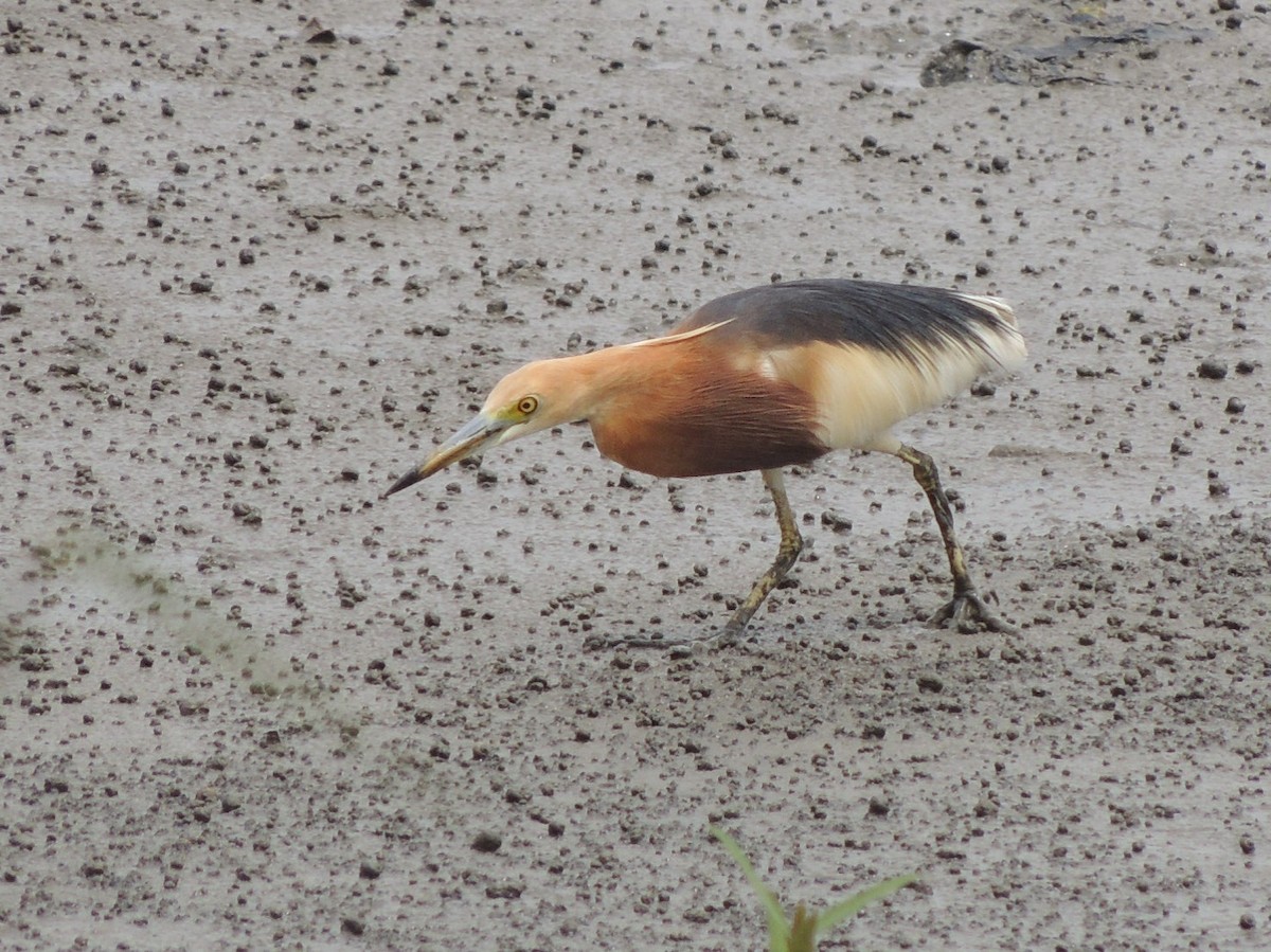 Javan Pond-Heron - ML141383201