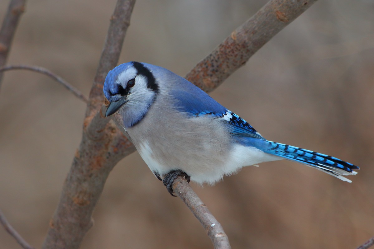 Blue Jay - Mark Hawryluk