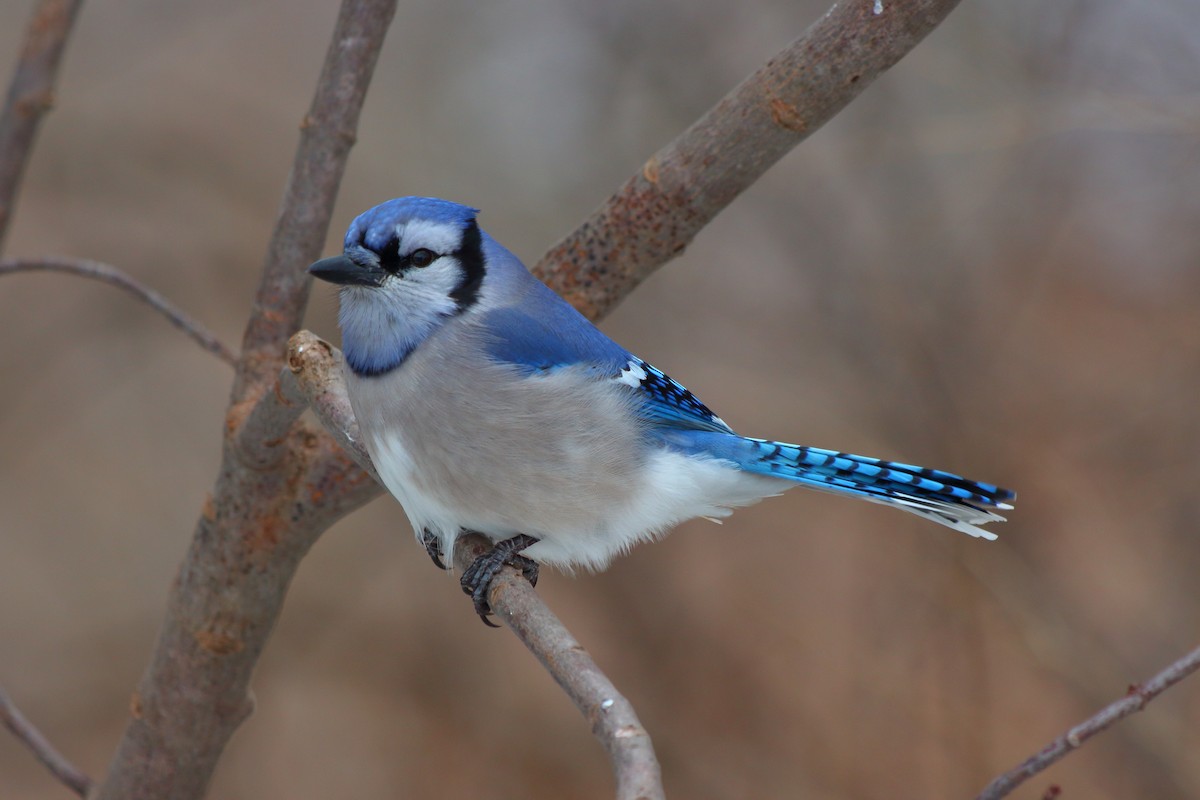 Blue Jay - Mark Hawryluk