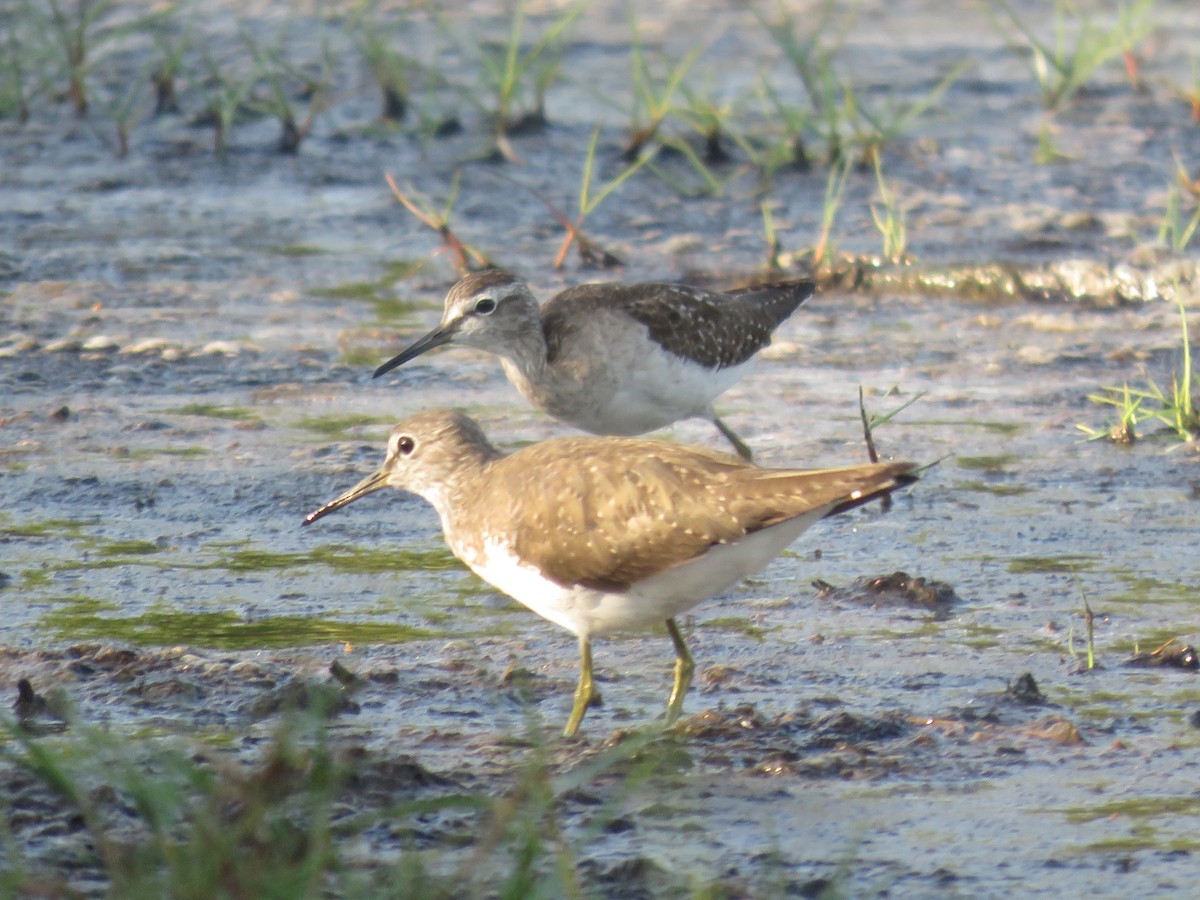 Green Sandpiper - ML141385891