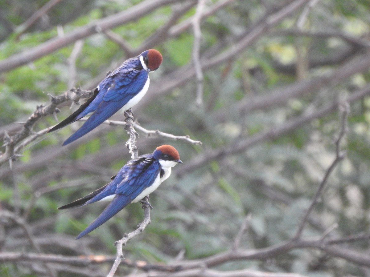 Wire-tailed Swallow - Vijay Koli