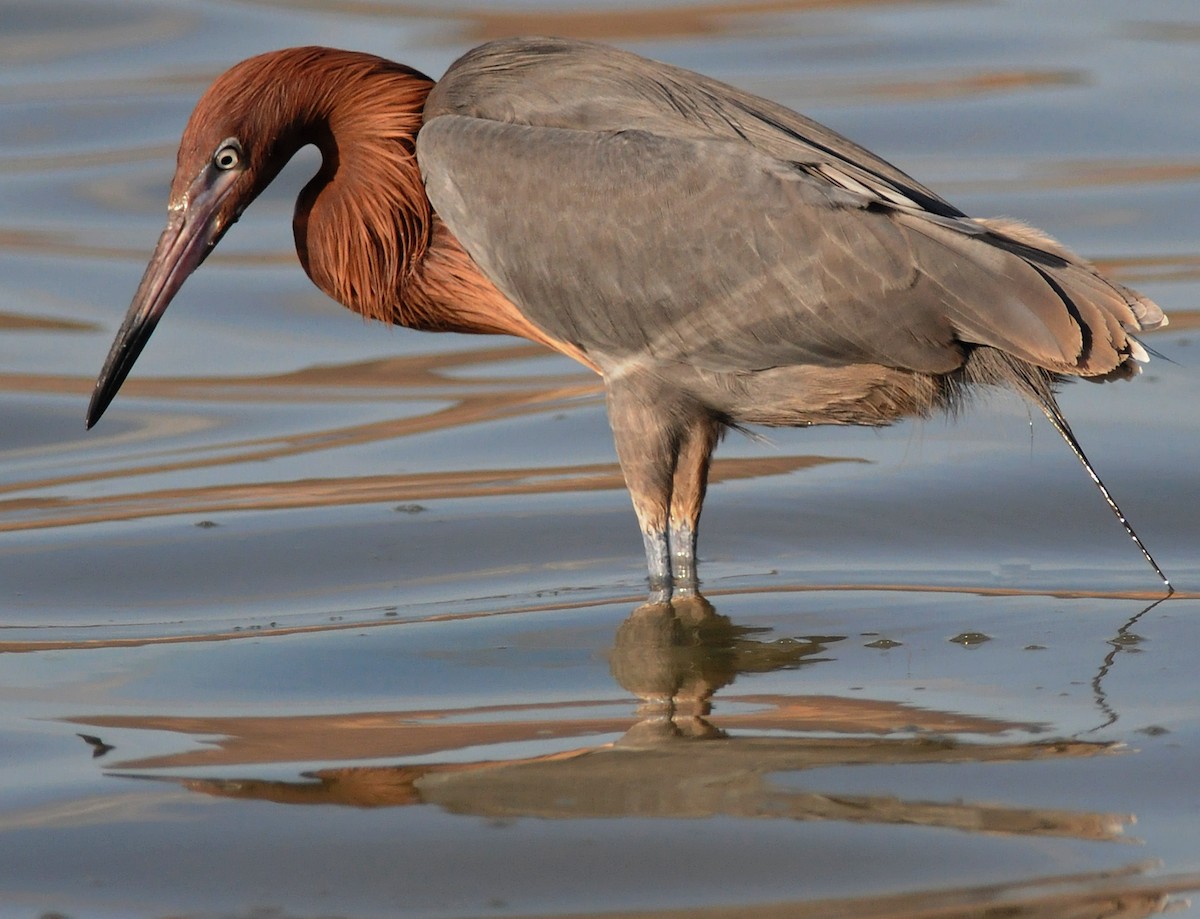 Reddish Egret - ML141386291