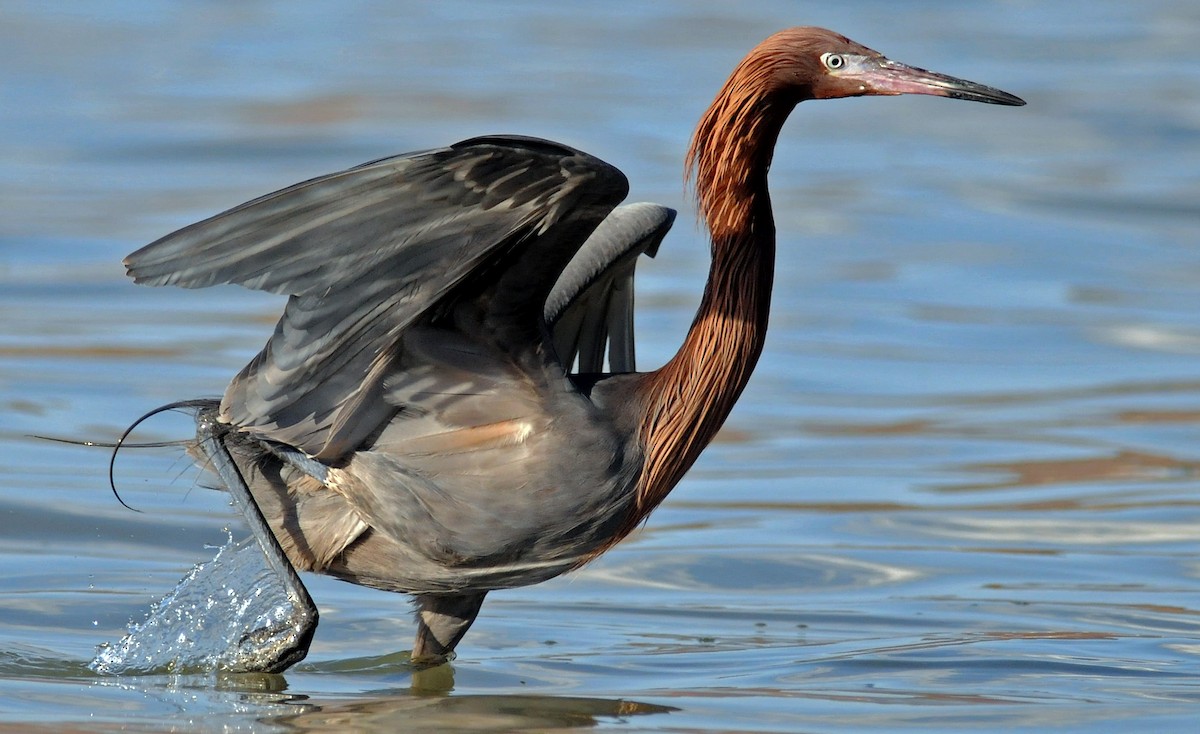 Reddish Egret - ML141386341