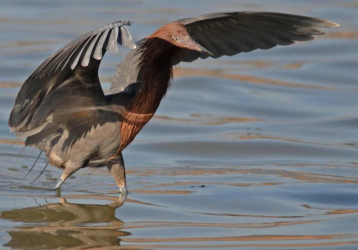 Reddish Egret - ML141386361