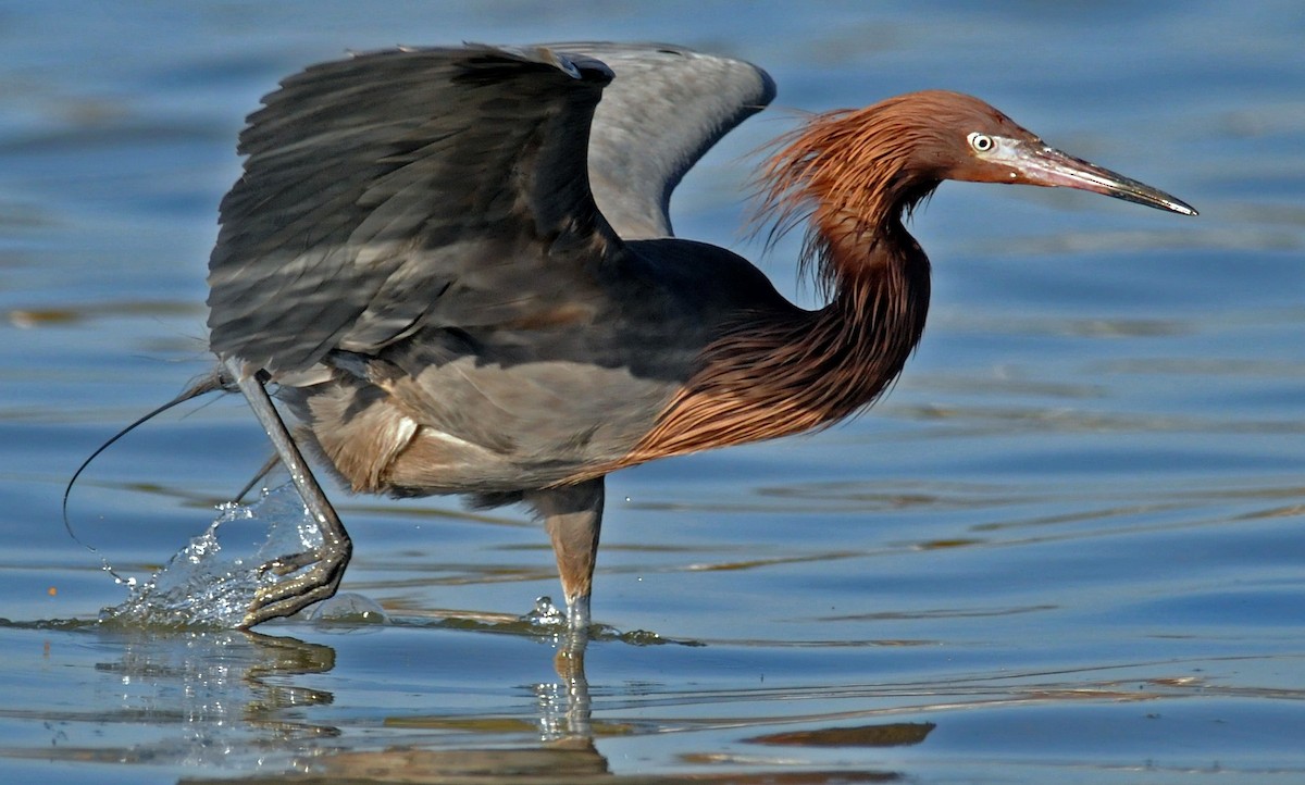 Reddish Egret - ML141386371