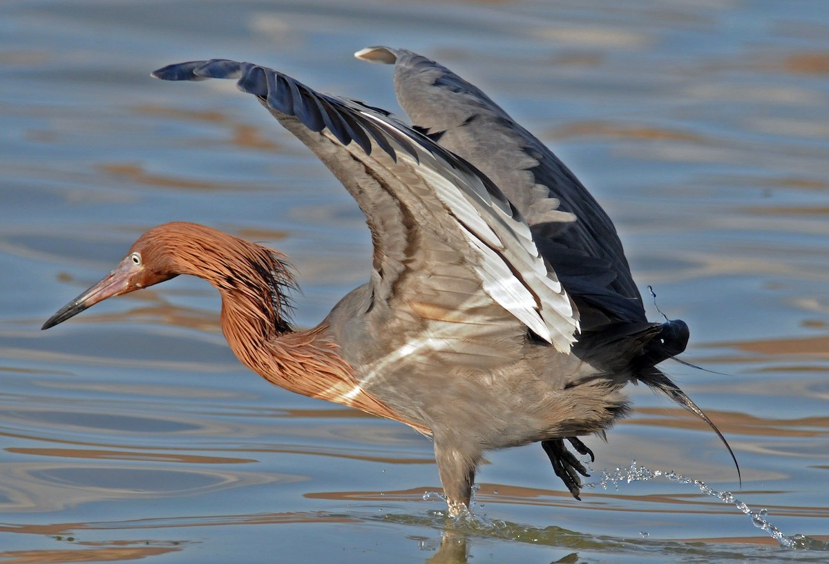 Reddish Egret - ML141386391