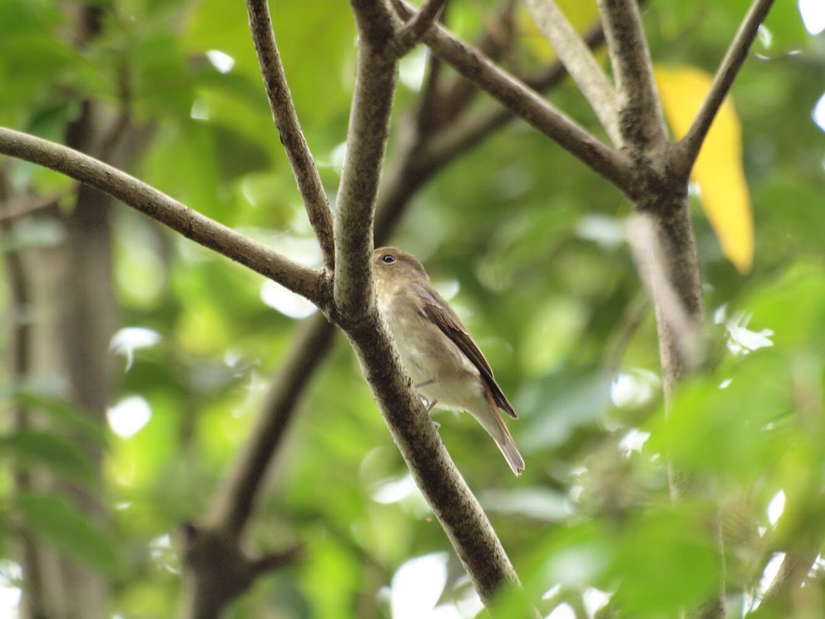 Narcissus Flycatcher - ML141387261