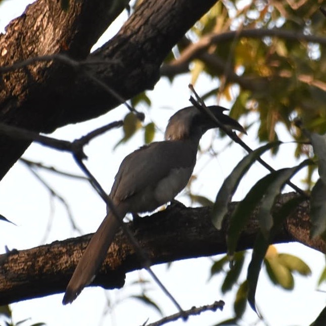 Indian Gray Hornbill - ML141387361