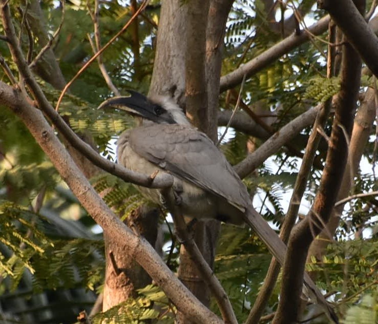 Indian Gray Hornbill - ML141387391