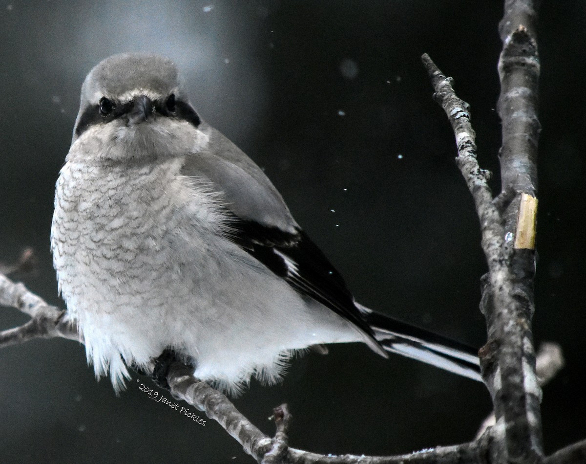 Northern Shrike - ML141388521