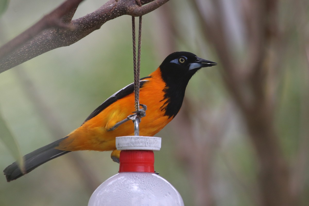 Venezuelan Troupial - ML141388761