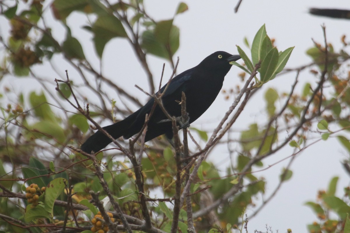 Carib Grackle - ML141389501