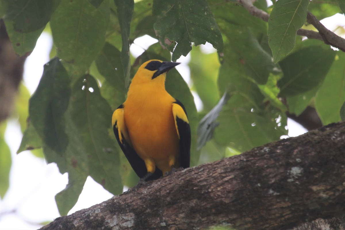 Oriole Blackbird - ML141389721