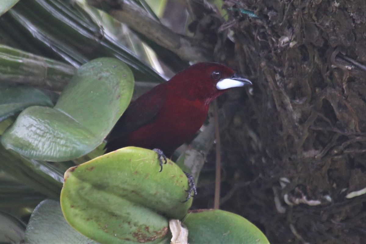 Silver-beaked Tanager - ML141390151