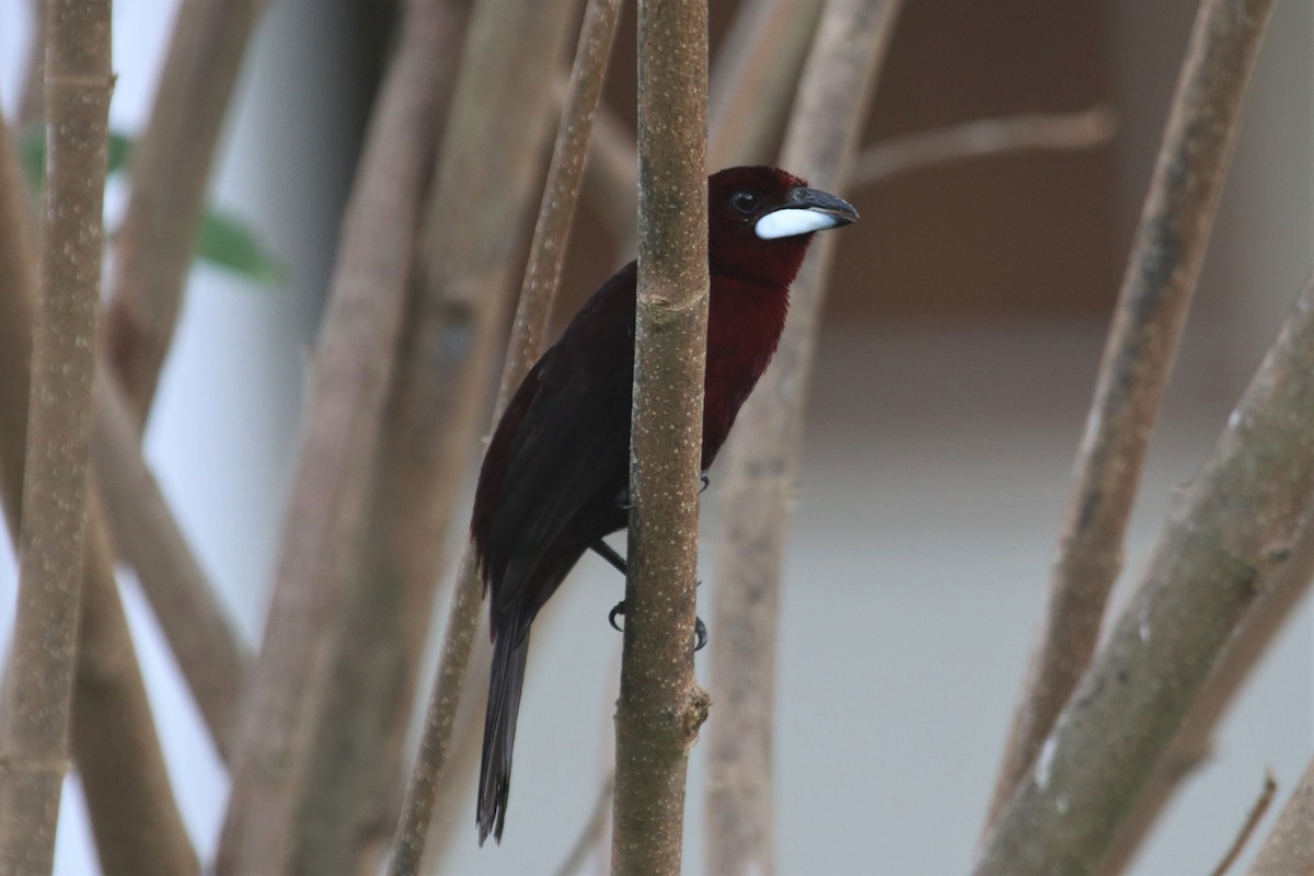 Silver-beaked Tanager - ML141390201