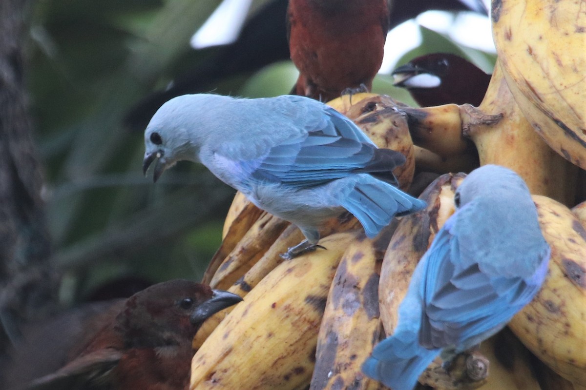 Blue-gray Tanager - ML141390291