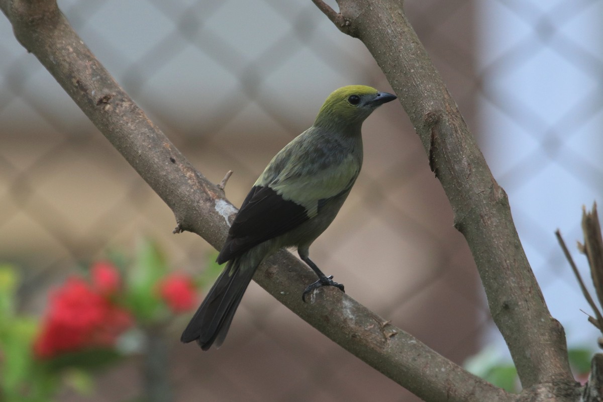 Palm Tanager - ML141390411