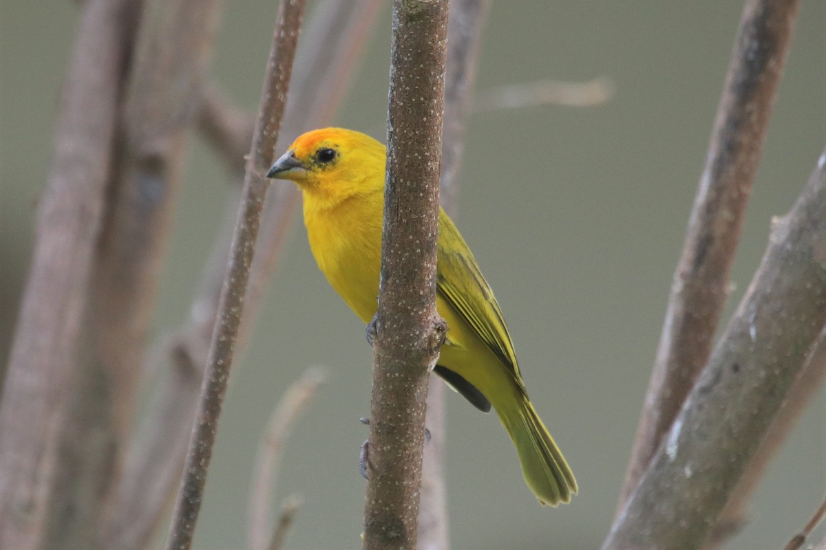 Saffron Finch - ML141390551