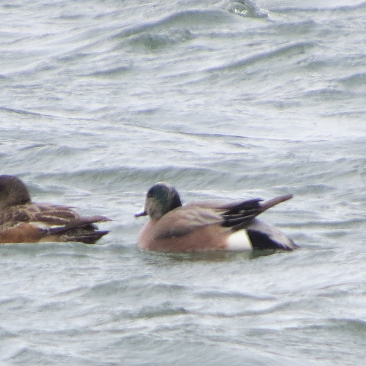 American Wigeon - Mayte Torres