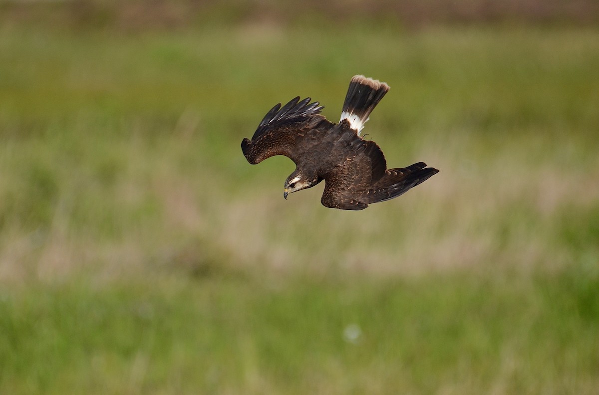 Snail Kite - ML141391171