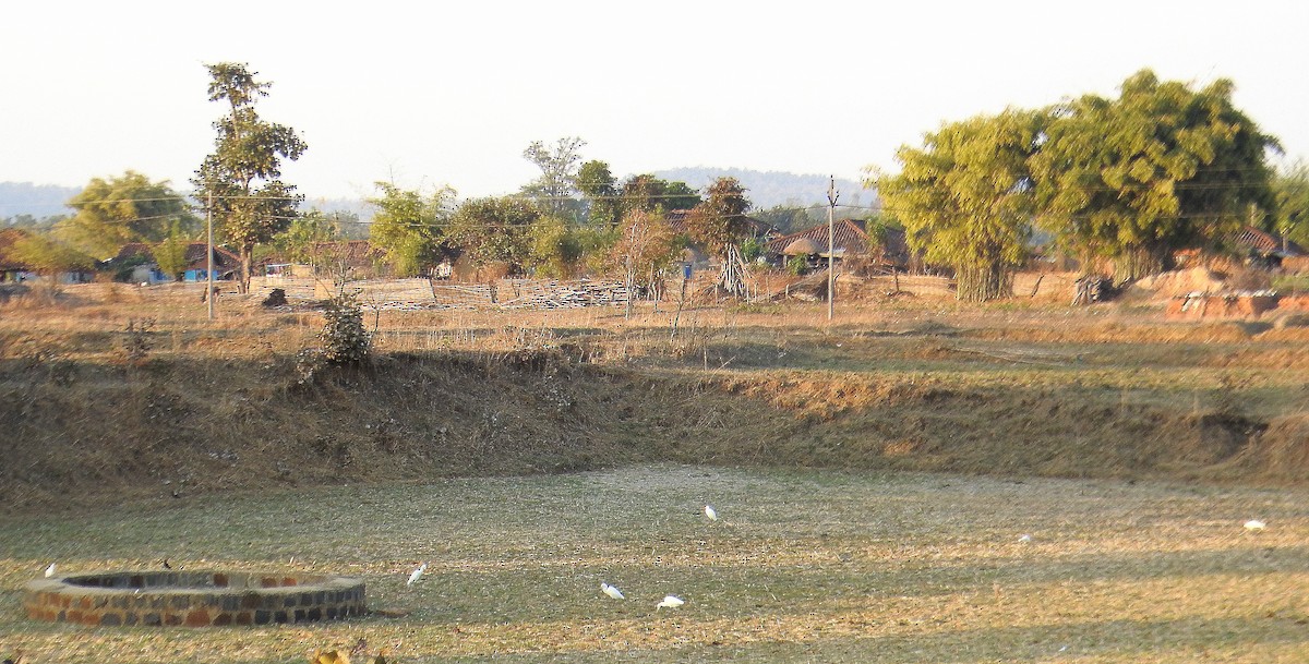 Eastern Cattle Egret - ML141391251