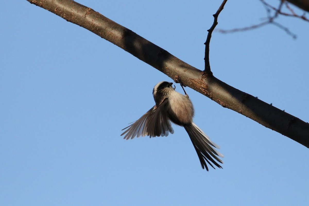 Long-tailed Tit - Atsushi Shimazaki