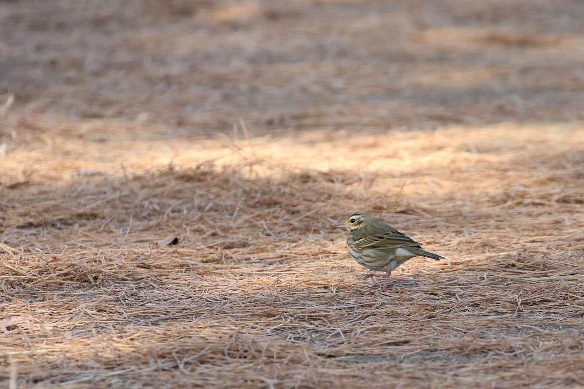 Olive-backed Pipit - ML141393401