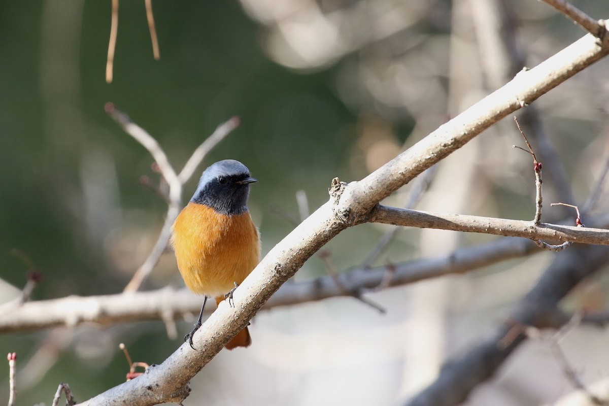 Daurian Redstart - Atsushi Shimazaki