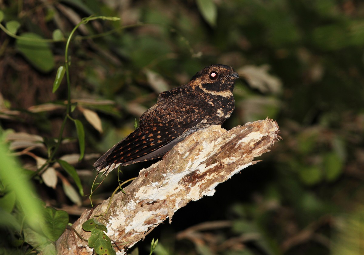 Silky-tailed Nightjar - ML141394331