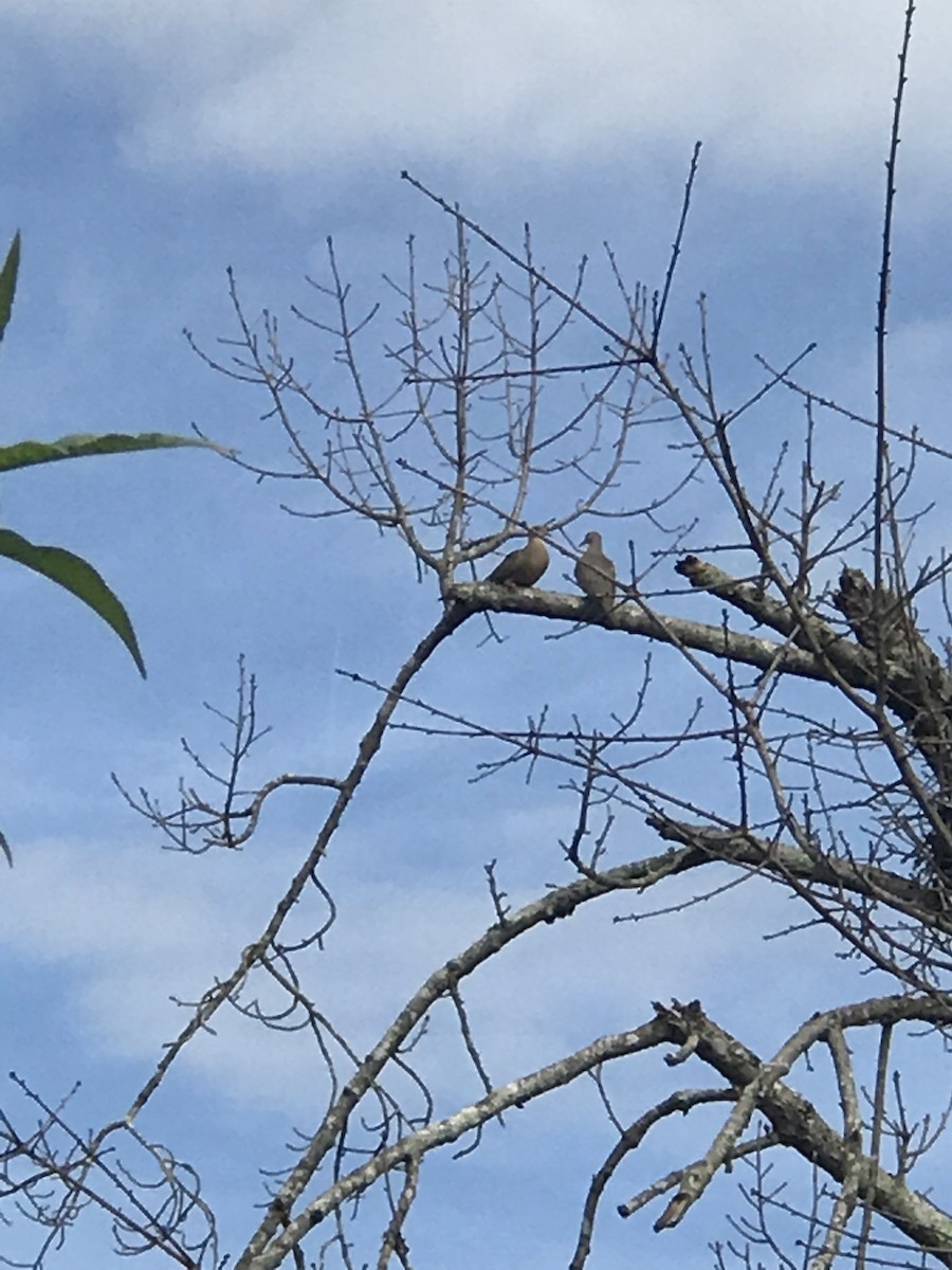 Mourning Dove - ML141394561