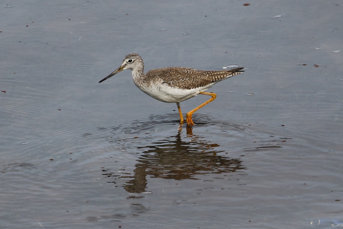 Greater Yellowlegs - Andy Bridges