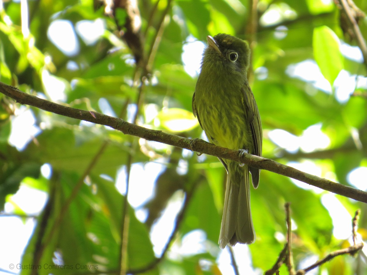 Eye-ringed Flatbill - ML141395971