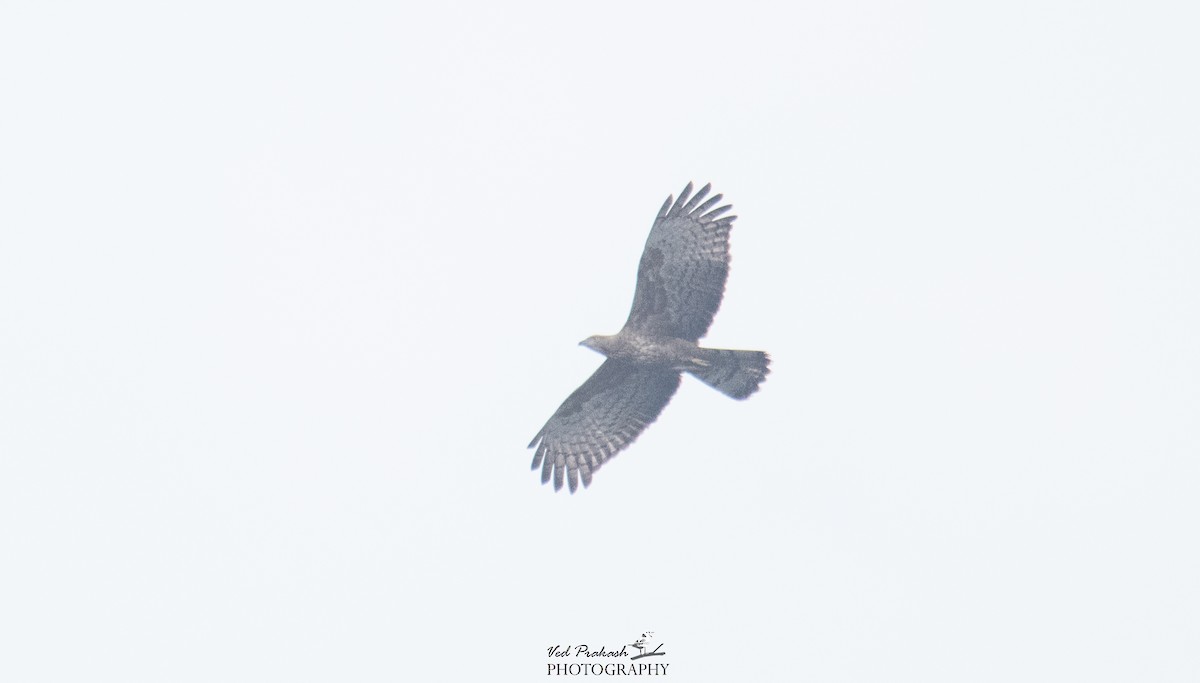 Oriental Honey-buzzard - ML141396231