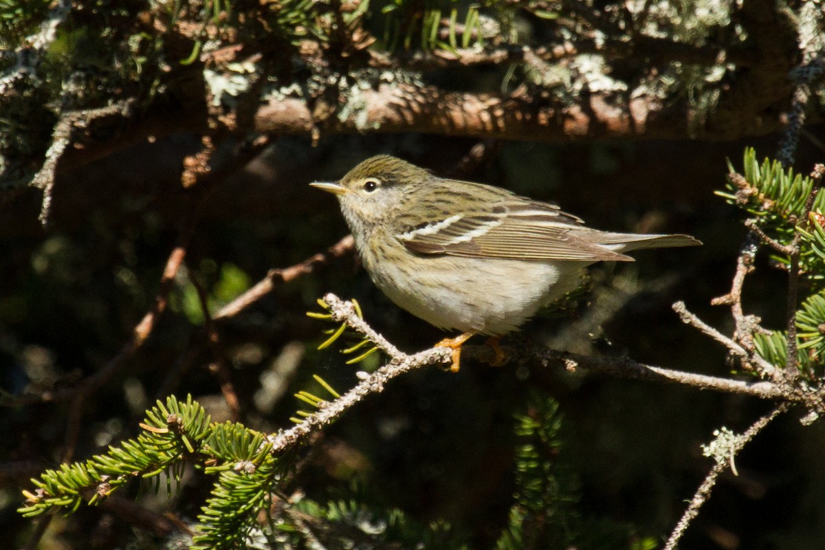 Blackpoll Warbler - ML141396481