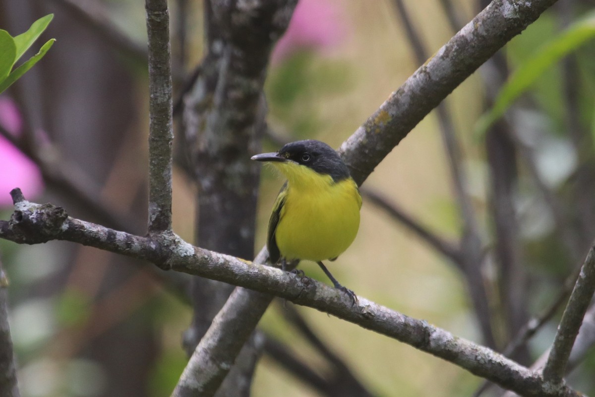 Common Tody-Flycatcher - ML141396511