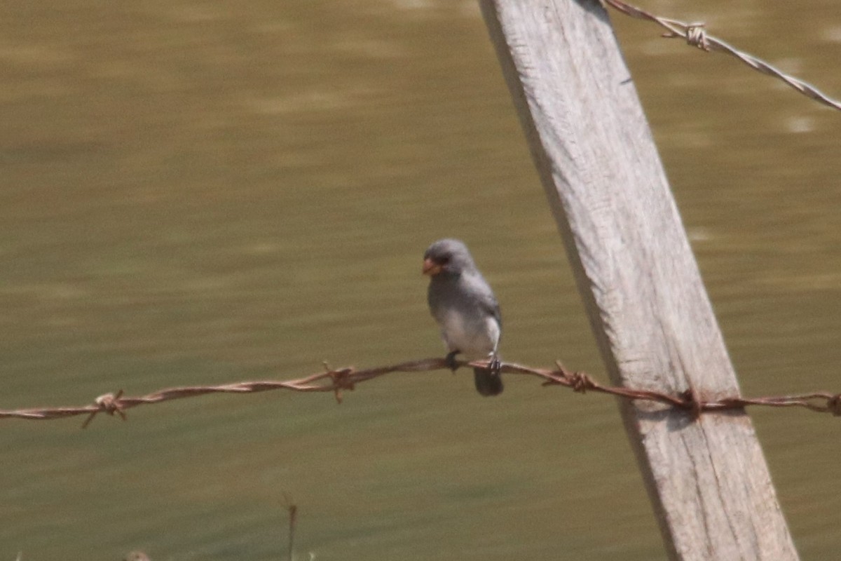 Gray Seedeater - ML141396801