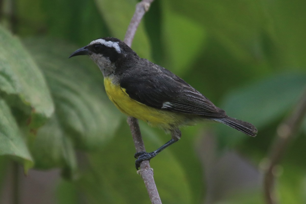 Bananaquit - ML141396991